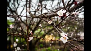 Fruit Tree Blossoms 2, Adelaide Botanic Garden, Adelaide, Australia screenshot 4