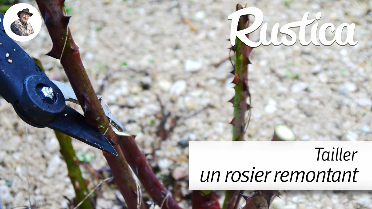 Comment tailler le rosier remontant en fin d'hiver YouTube — free download