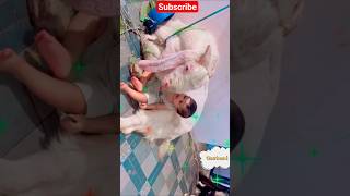 Sunnat hai ibrahimi Lo a gai qurbani Mandi mein jaun ga #bakramandi #qurbanvlogs #eiduladha