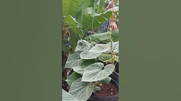 #2023 how to tie #cucumber plants growing vertical #shorts 🥒🥒