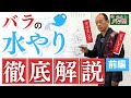 【前編】バラがしおれない！プロが徹底解説する正しい水やり【タイミング編】【京成バラ塾】【園芸】