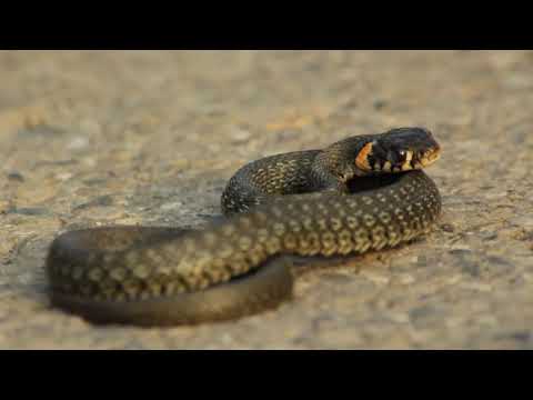 Natrix natrix - ჩვეულებრივი ანკარა