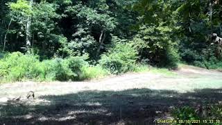 BOBCATS ATTACKS DEER in Hanover IL