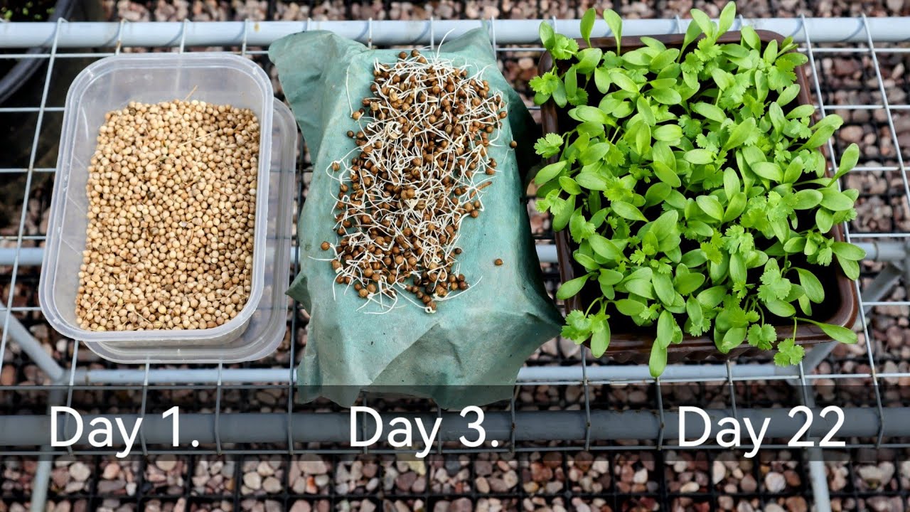 How to Grow Coriander from Seeds: Easy Steps for Lush Herbs