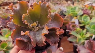 SUCULENTAS GIBIFLORAS RARAS DISPONÍVEIS NO CATÁLOGO DE VENDA