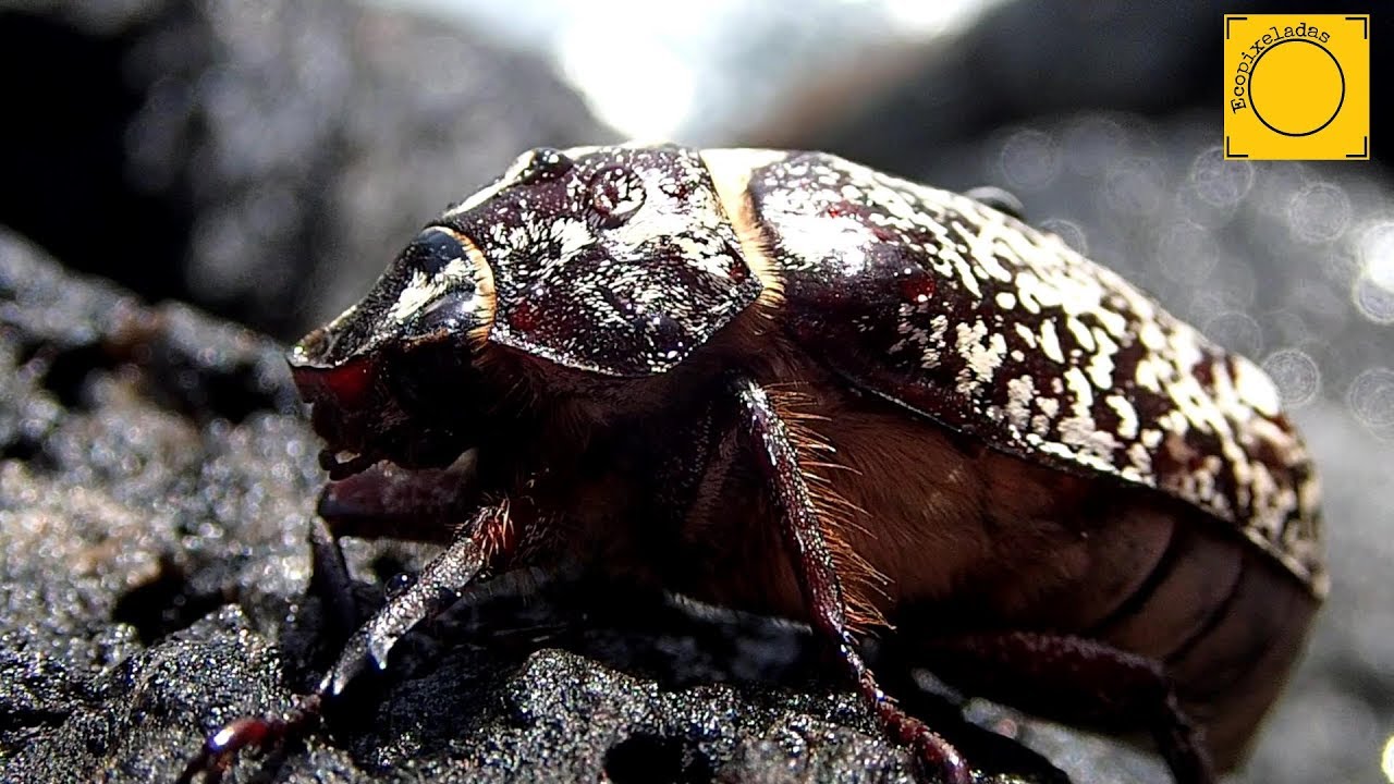 Polyphylla fullo - Escarabajo batanero