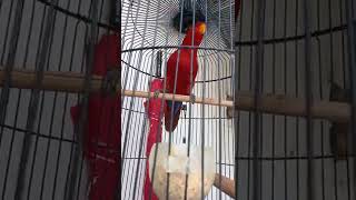 Nuri Red lory Gacor suara kencang || Nuri merah