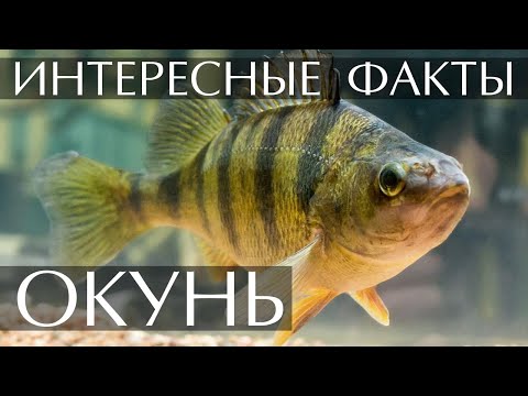 Окунь - интересные факты