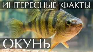 Окунь - Интересные Факты