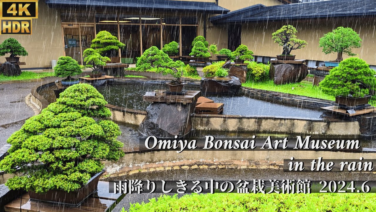The Omiya Bonsai Art Museum in the rain in Japan in June 2024 ~雨の大宮盆栽美術館 ~ [4K HDR]