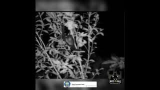 Megabat bat greyheaded night vision feeding