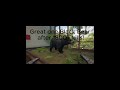 Great One Black Bear after 2800+ kills!