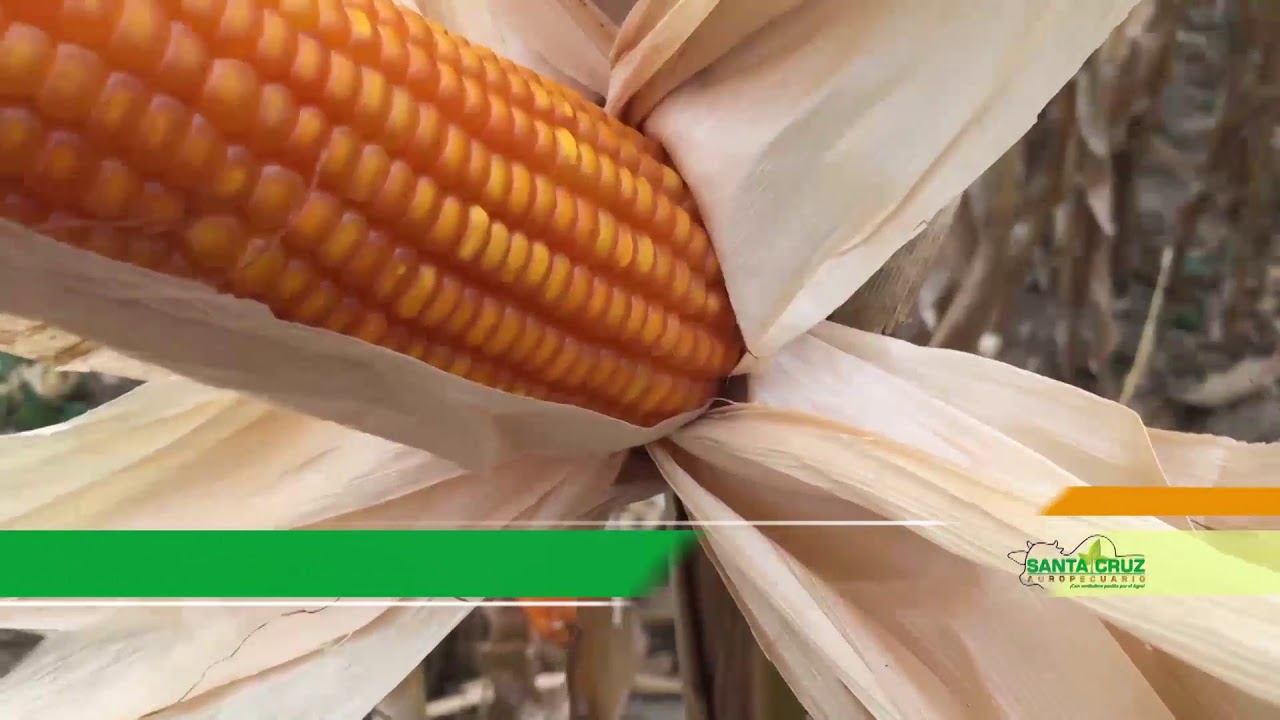 NUTRIFÉRTIL - COSECHA DE MAÍZ ZAFRIÑA EN PROPIEDAD EL RODEO