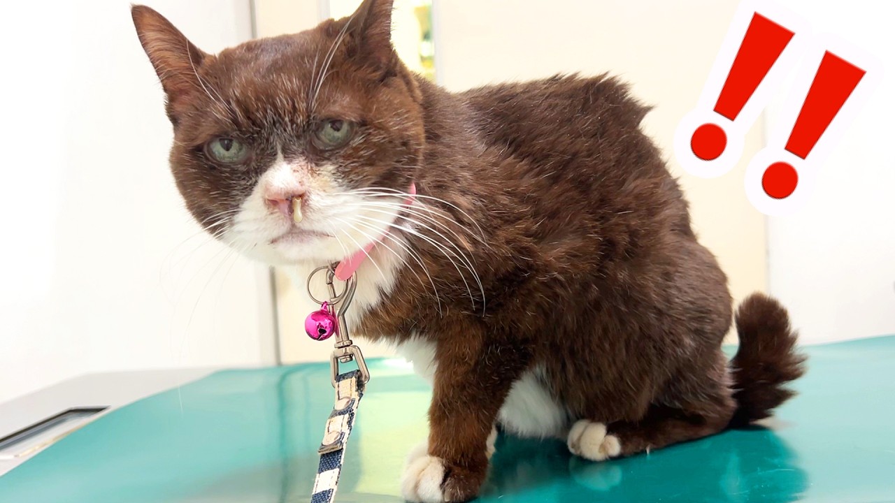 そら様　ご検討　ネコちゃん Saving 16yo Choco: Moving his litter box to the cool living room