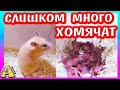 Посчитали ХОМЯЧАТ Фанни/Сирийские хомячата 2 день / Алиса Изи Петс / Alisa Easy Pets