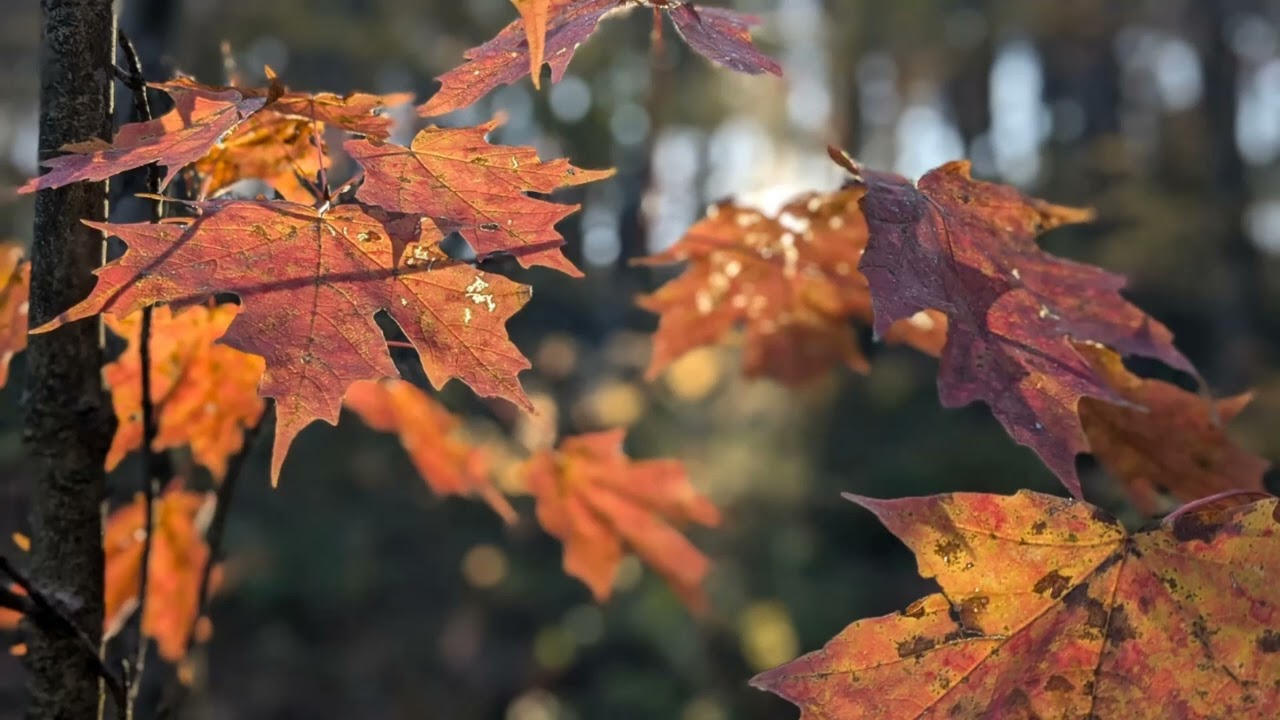 Der Herbst, der Herbst | Piano Instrumental German Folk Song -- with lyrics