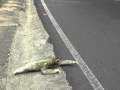 Threetoed sloth crossing the road in costa rica
