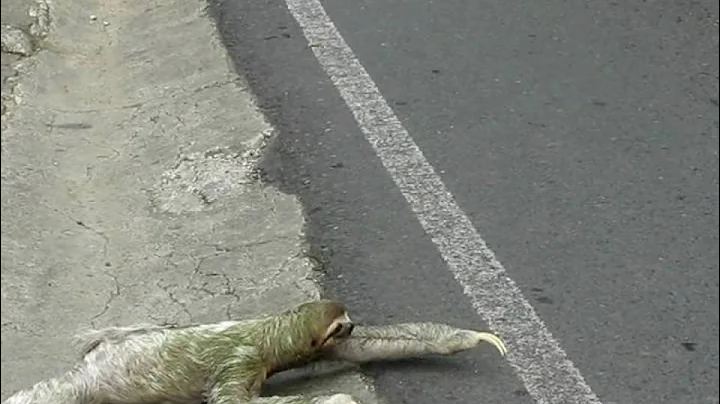Three-toed sloth crossing the road in Costa Rica