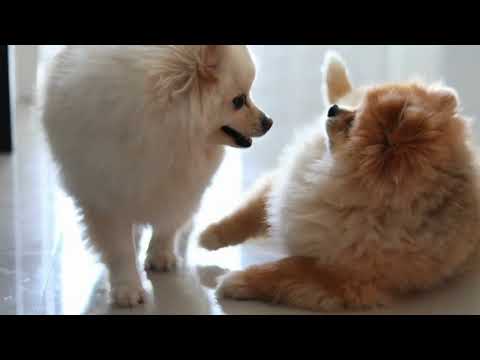 Pomeranian (Pom): Dog Breed Characteristics, Care & Price - video from Patmypets