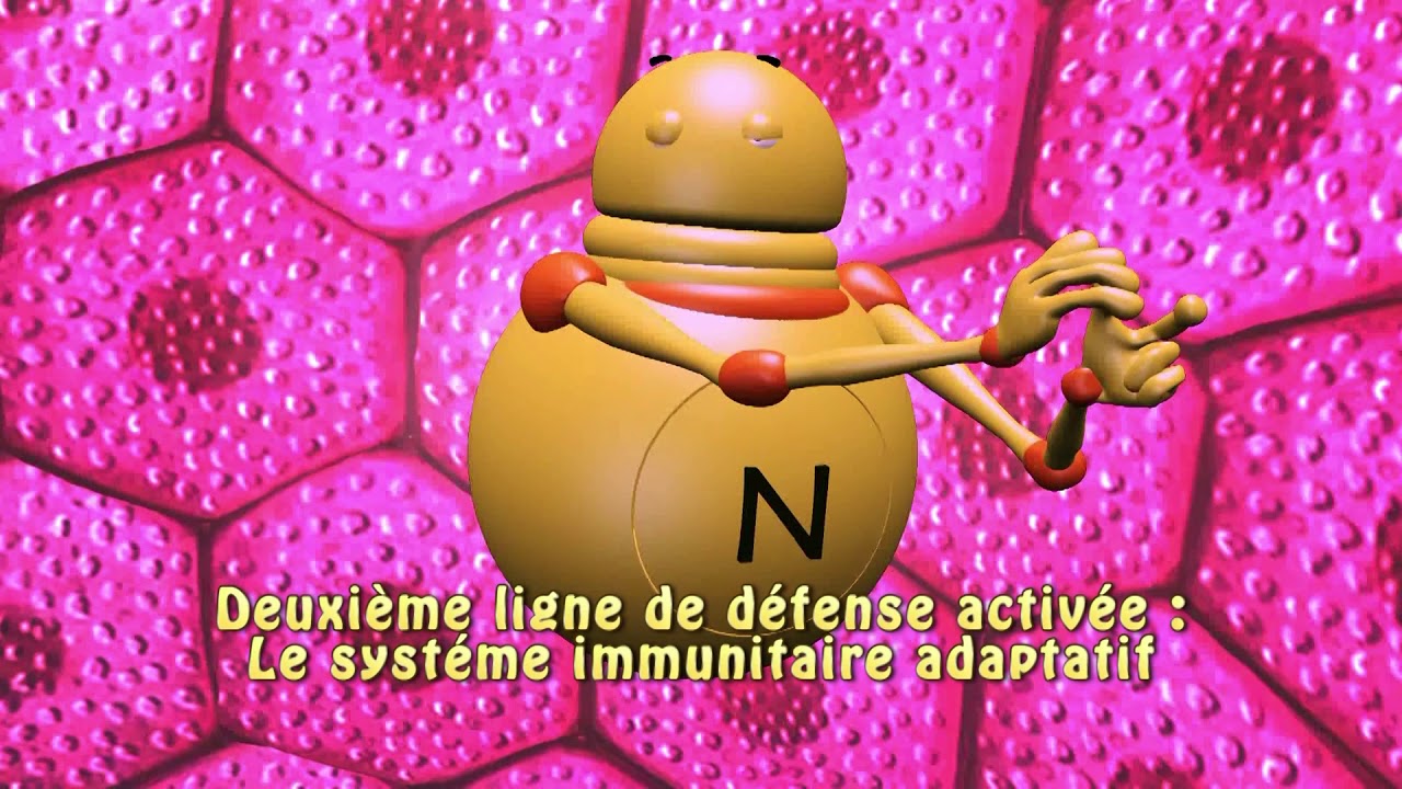 Phil le Neutrophile : Qu'est-ce qu'une maladie auto immune ?
