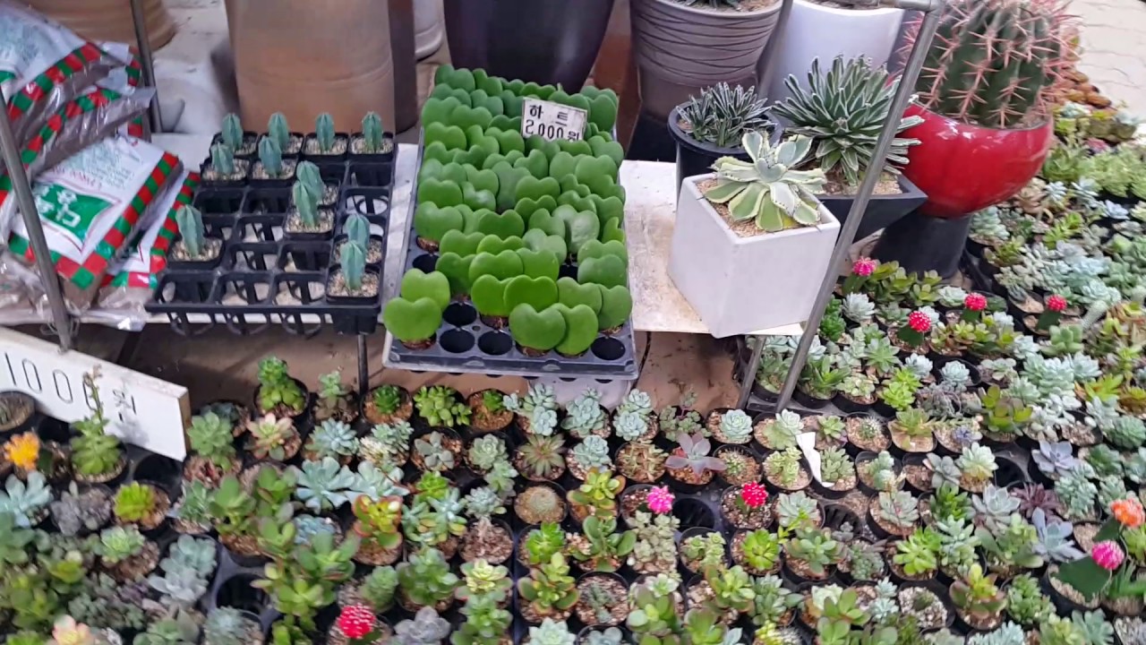 양재 화훼단지(꽃시장)