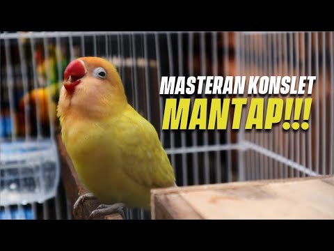 SUARA BIRAHI LANJUT BUNYI JEBOL EMOSI LOVEBIRD ANDA - MASTERAN LOVEBIRD 2 JAM NONSTOP