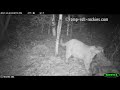 Mountain lion battles with coyotes for an elk - Part 2 (Dec, 2017)