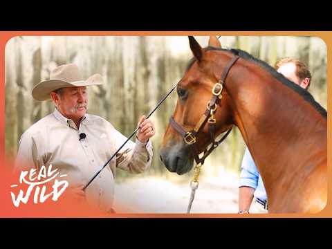 Can Pat Parelli Tame This Disobedient Horse? | The Horse Tamer with Pat Parelli documentary thumbnail