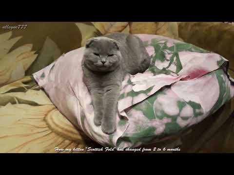 Video: Jaké Jsou Vlastnosti Koťat Scottish Fold?