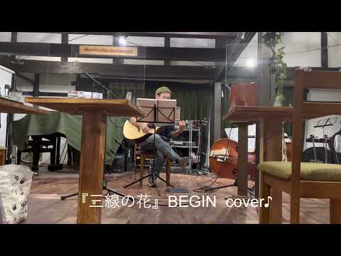 『三線の花』BEGIN ギター弾き語りcover〜ハモリあり〜🎸✨