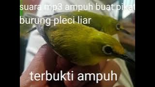 suara mp3 pikat burung pleci liar terampuh, buktikan pemikat burung pleci