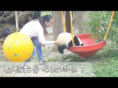 《熊貓早晚安》奶媽和團子的保齡球大戰～| iPanda