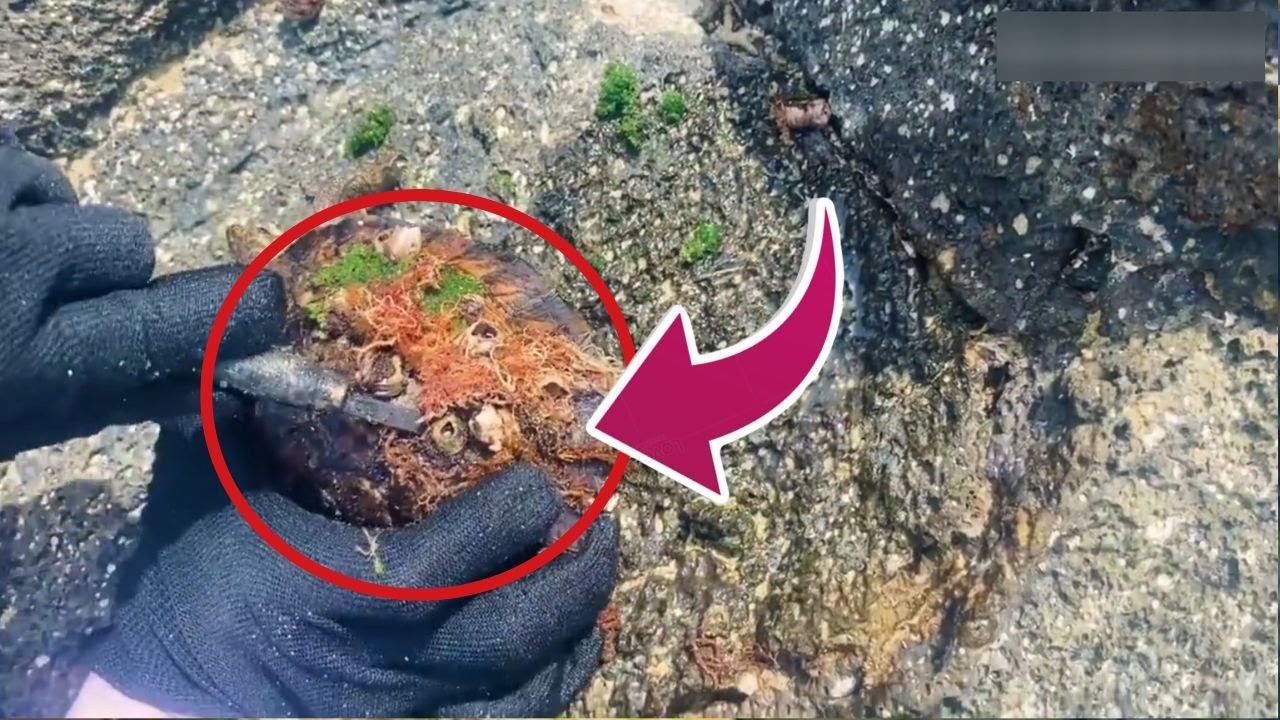 HORRIFIC TRUTH! Barnacles Are Silently Torturing Innocent Turtles # ...