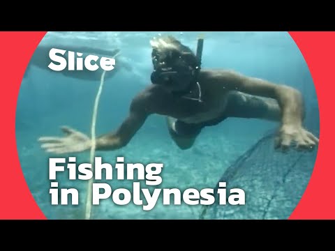 Polynesian fishing From the ocean to Papeete’s market