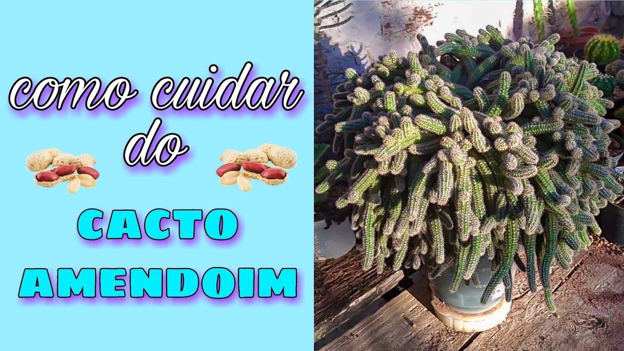 Como cuidar do cacto amendoim (a origem) - thptnganamst.edu.vn