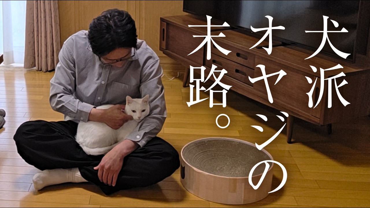 断言】私は絶対に猫は飼いません💢 - YouTube