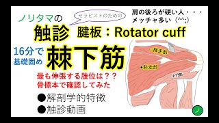 棘下筋の触診動画と機能解剖