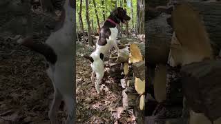 COCO the GSP woodpile