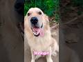 කාලෙකින් මං ආවා ♥️😍#goldenretriever #goldendog #doglover #shiney #trendingshorts #pets #dogowners