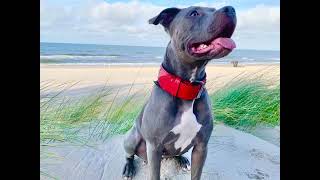 Amstaff Blue American Staffordshire Terrier