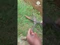 grass cutting satisfying #gardening #satisfying