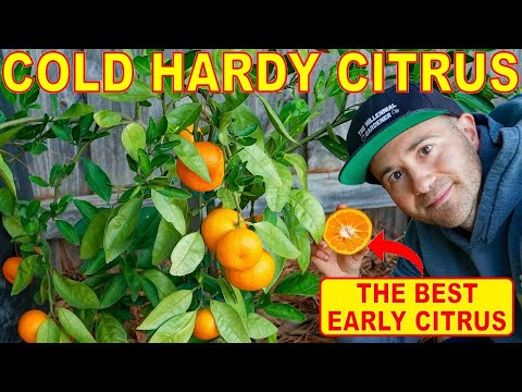 Wideo: Odmiany Hardy Orange Tree: Wybór pomarańczy do strefy 8