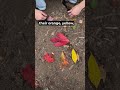 Why are trees changing colors?