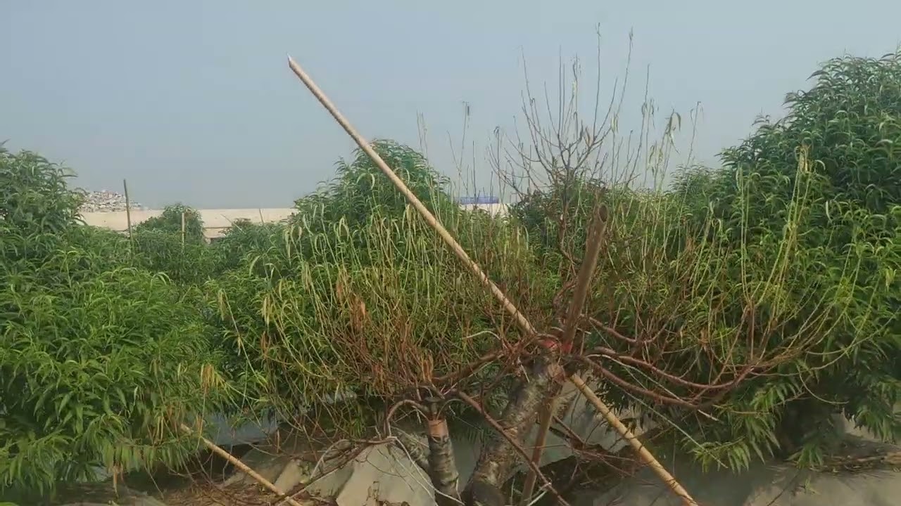 Hàng Đào cỏ hàng đón xuân 2026 