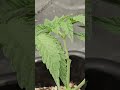 2x2 FastBuds Z42 April 25, 2026