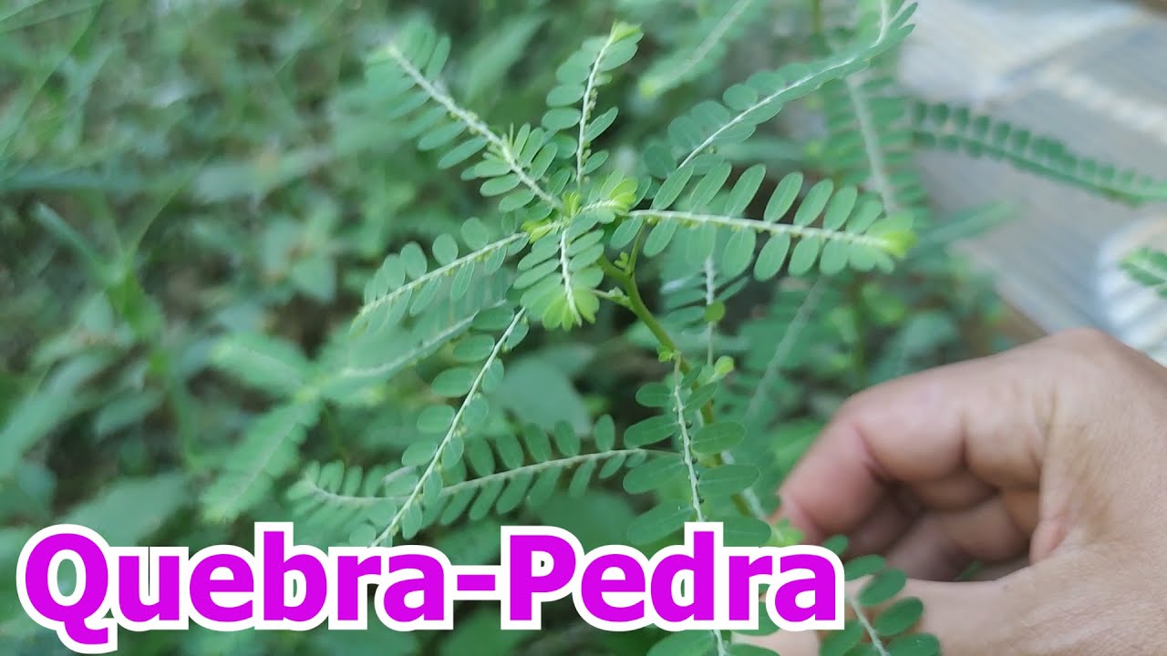 Quebrapedra Para Que Serve? YouTube Quebrapedra Para Que Serve? YouTube