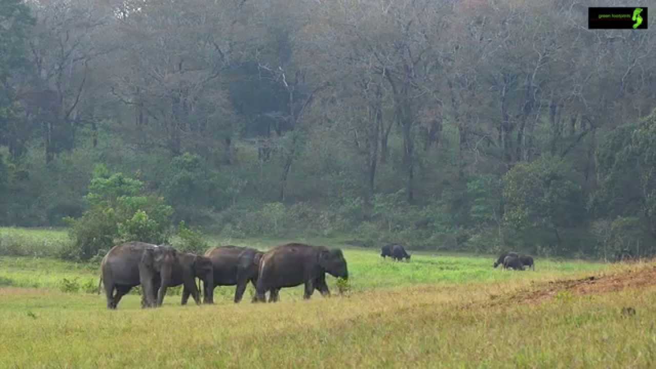 tiger safari in kerala