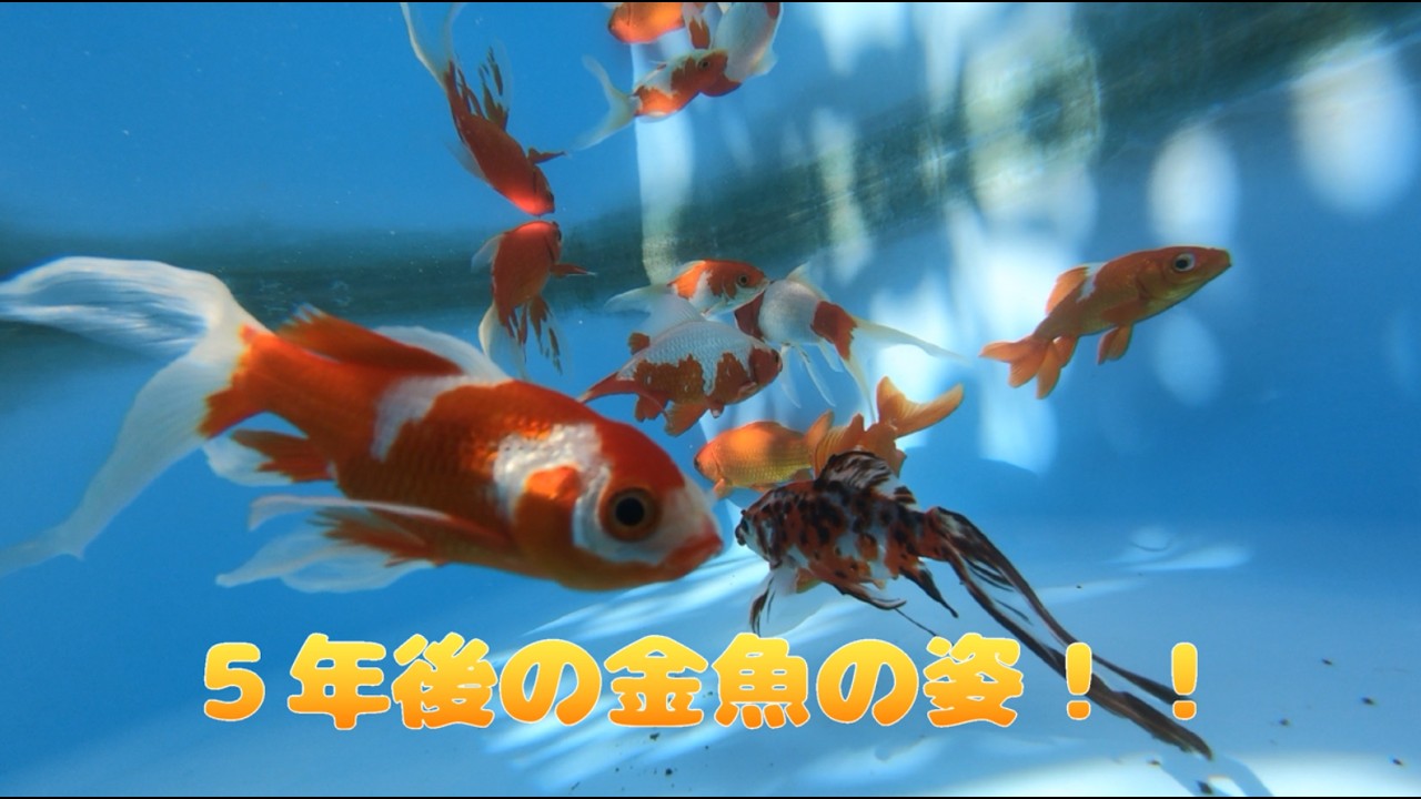 ☆たらいの金魚　5年後の姿！！