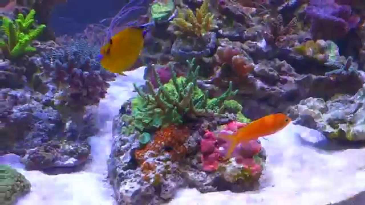 maxspect gyre reef tank waves youtube