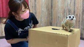 穴があったら絶対気になって入っちゃうミーアキャット達